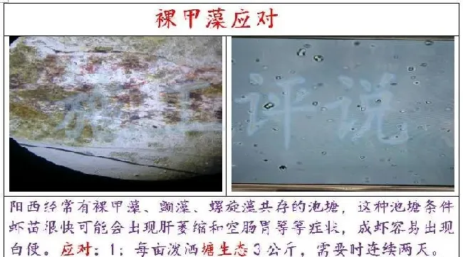 秋季南美白对虾池塘特点和水质维护关键