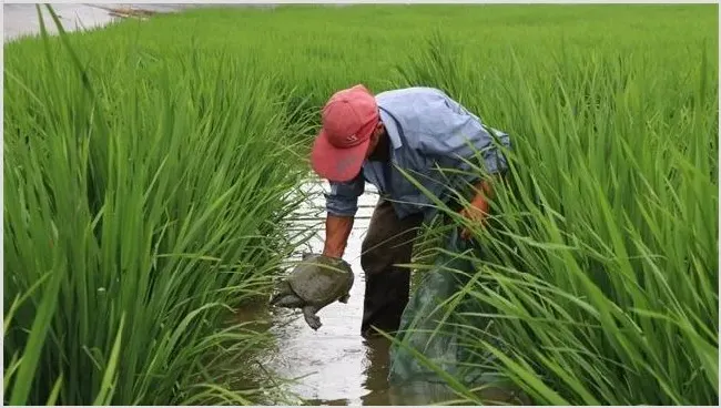 稻田怎么养甲鱼 | 动物养殖资料