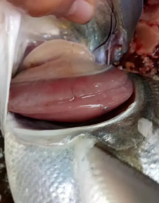 白鲢浮头，饵料鱼不吃食要注意了