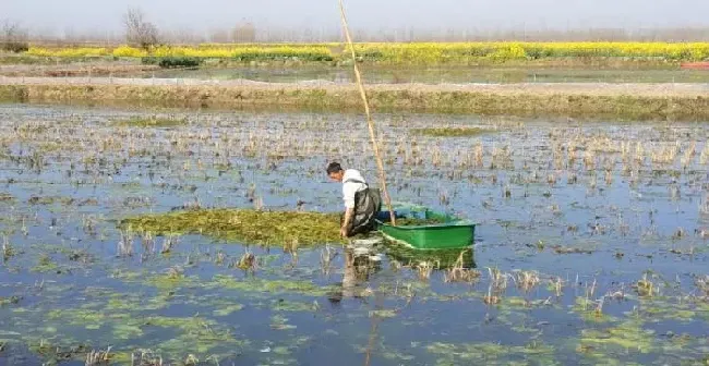 纠结｜小龙虾塘里的青苔到底杀不杀？