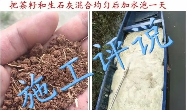 夏季纤毛虫和对虾偷死有着比较密切的的关系？