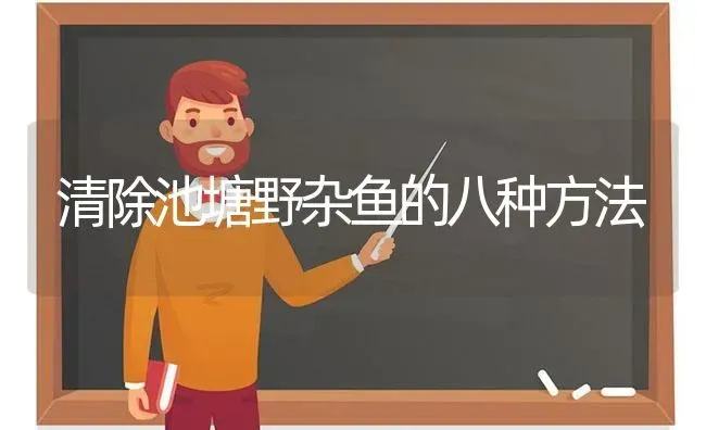 清除池塘野杂鱼的八种方法 | 动物养殖百科