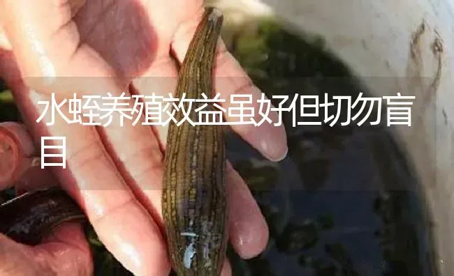 水蛭养殖效益虽好但切勿盲目 | 特种养殖