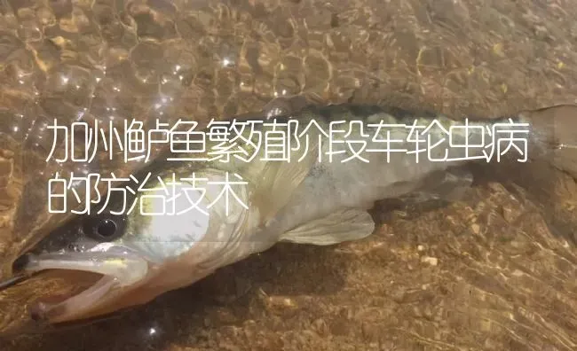 加州鲈鱼繁殖阶段车轮虫病的防治技术 | 淡水养殖