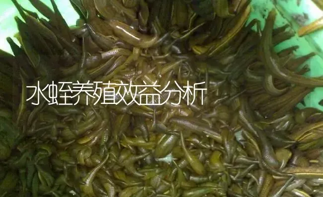 水蛭养殖效益分析 | 特种养殖