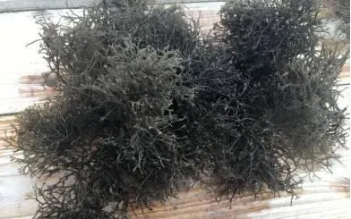 如何处理鲍鱼菜养殖出现的“红水”