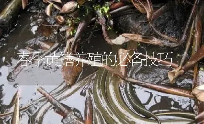 春季黄鳝养殖的必备技巧 | 淡水养殖