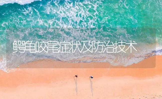 鳄龟咬尾症状及防治技术 | 养殖病虫害防治