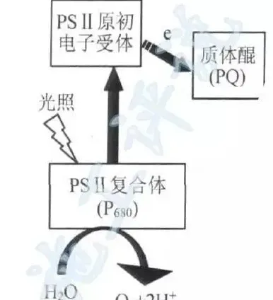 太阳藻的自白：别叫俺裸藻！