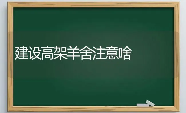 建设高架羊舍注意啥 | 家畜养殖