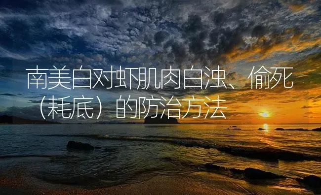 南美白对虾肌肉白浊、偷死（耗底）的防治方法 | 海水养殖