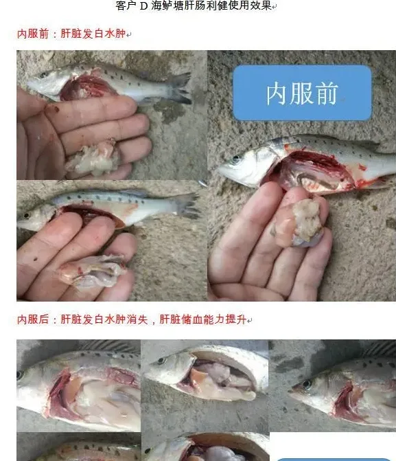 肝肠利健-头批海鲈鱼养殖的好帮手