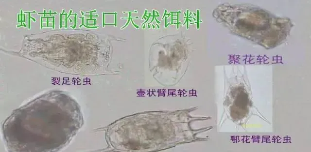 虾工倾情总结：对虾投苗及前期养殖管理常见十大误区