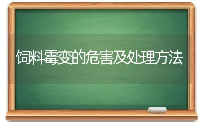 饲料霉变的危害及处理方法 | 动物养殖饲料