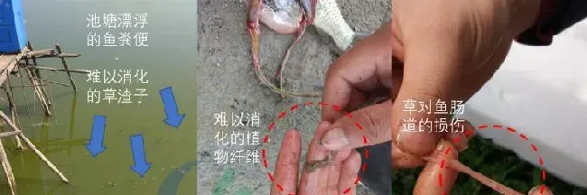 疾病高发，您还在狂给草鱼喂草？