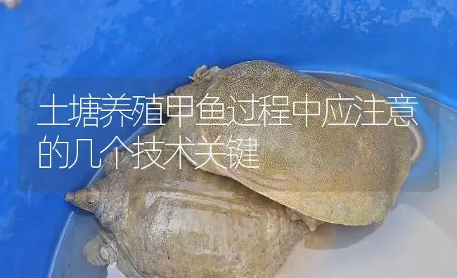 土塘养殖甲鱼过程中应注意的几个技术关键 | 淡水养殖
