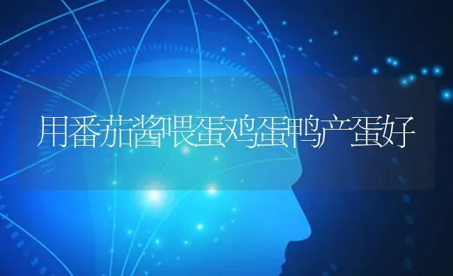 用番茄酱喂蛋鸡蛋鸭产蛋好 | 家禽养殖
