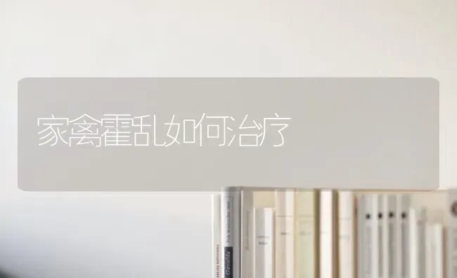 家禽霍乱如何治疗 | 家禽养殖