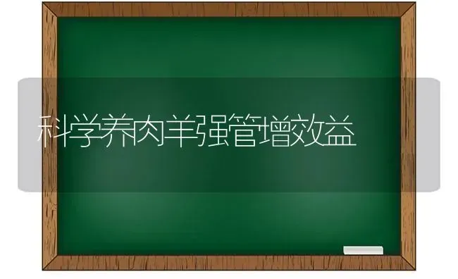 科学养肉羊强管增效益 | 家畜养殖