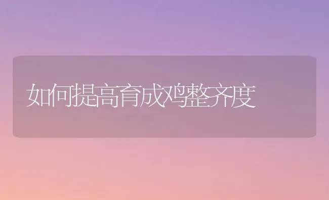 如何提高育成鸡整齐度 | 家禽养殖