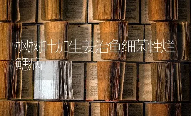 枫树叶加生姜治鱼细菌性烂鳃病 | 淡水养殖