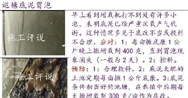 秋季南美白对虾池塘特点和水质维护关键