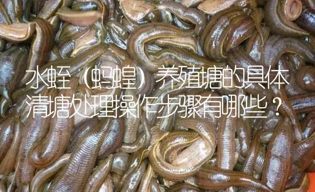 水蛭（蚂蝗）养殖塘的具体清塘处理操作步骤有哪些？ | 特种养殖