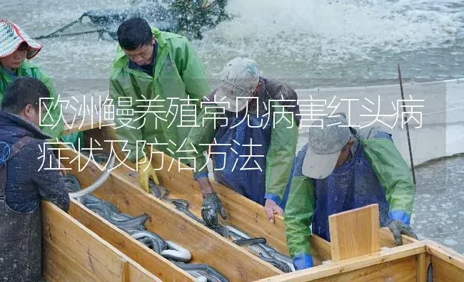 欧洲鳗养殖常见病害红头病症状及防治方法 | 淡水养殖