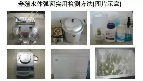 水产养殖水体弧菌实用检测方法