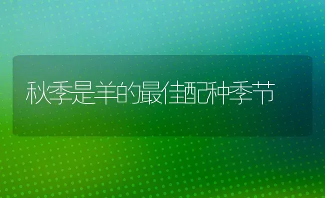 秋季是羊的最佳配种季节 | 家畜养殖