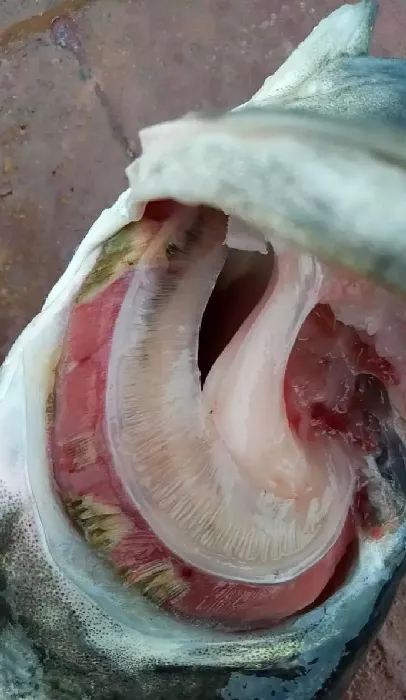 白鲢浮头，饵料鱼不吃食要注意了