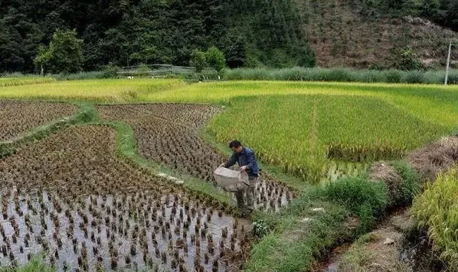 增加养殖水体缓冲能力，预防稻田谷桩水引发的疾病