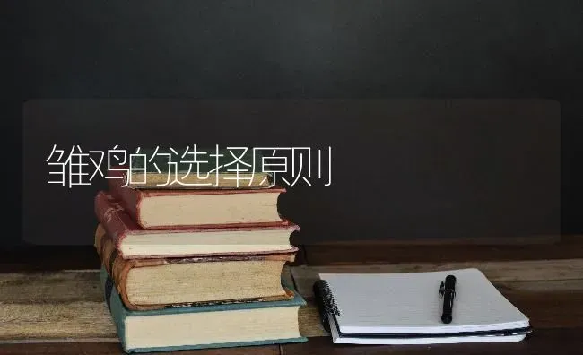雏鸡的选择原则 | 家禽养殖