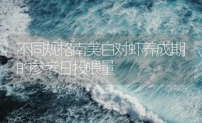 不同规格南美白对虾养成期的参考日投喂量 | 海水养殖