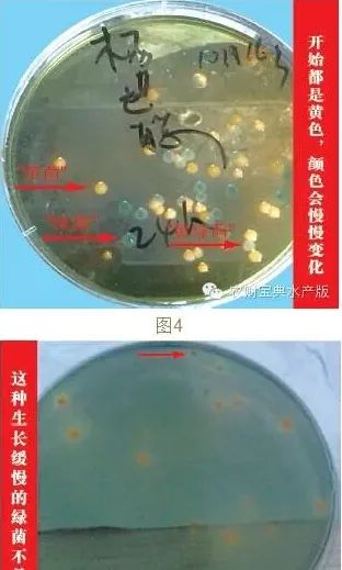 无惧弧菌：南美白对虾养殖户有效控制弧菌