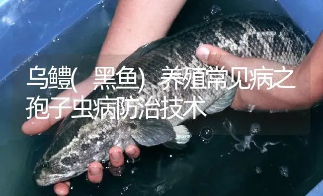 乌鳢(黑鱼)养殖常见病之孢子虫病防治技术 | 淡水养殖