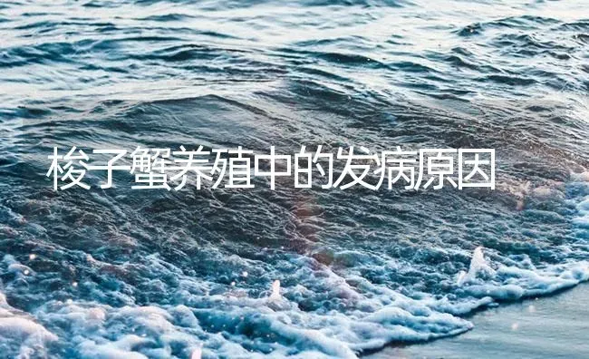 梭子蟹养殖中的发病原因 | 海水养殖
