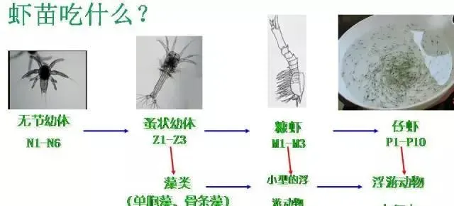 虾工倾情总结：对虾投苗及前期养殖管理常见十大误区