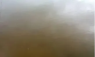 如何处理鲍鱼菜养殖出现的“红水”