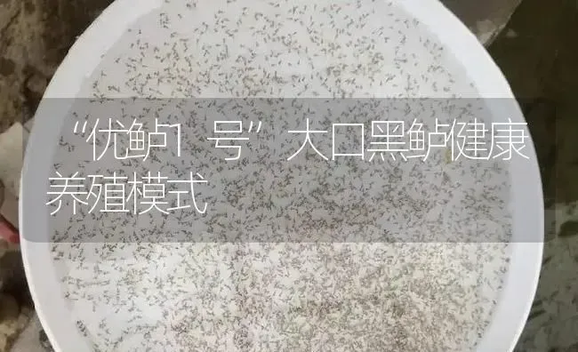 “优鲈1号”大口黑鲈健康养殖模式 | 淡水养殖