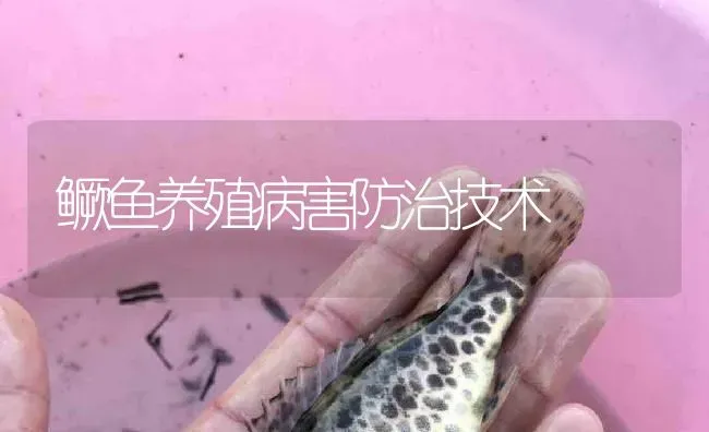 鳜鱼养殖病害防治技术 | 淡水养殖