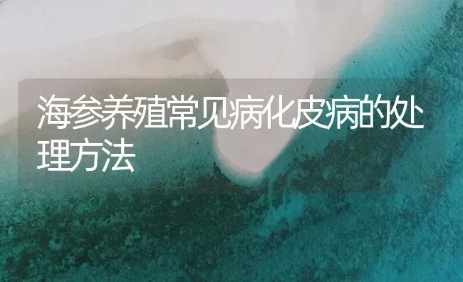 海参养殖常见病化皮病的处理方法 | 海水养殖