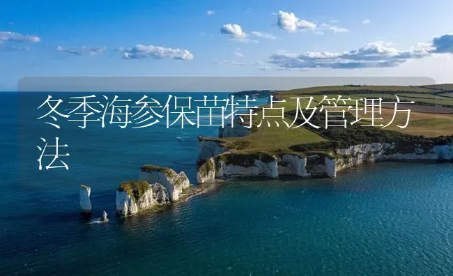 冬季海参保苗特点及管理方法 | 海水养殖