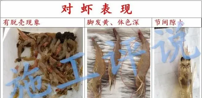 夏季纤毛虫和对虾偷死有着比较密切的的关系？