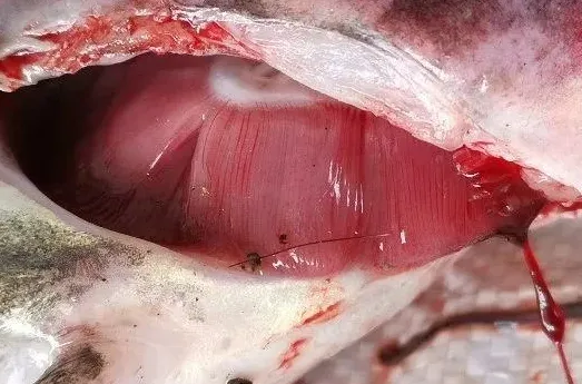 白鲢浮头，饵料鱼不吃食要注意了