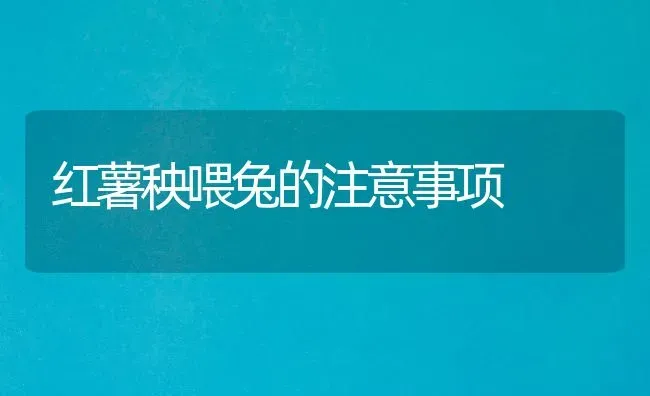 红薯秧喂兔的注意事项 | 家畜养殖