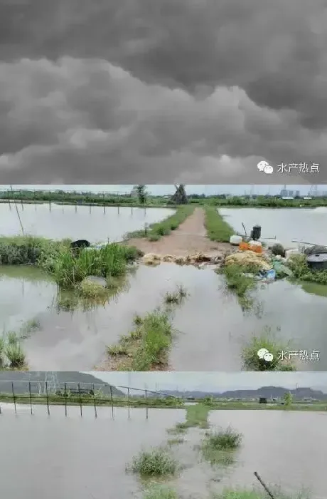 台风过后的南美白对虾病害简易防治法