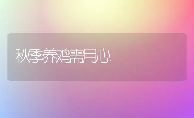 秋季养鸡需用心 | 家禽养殖