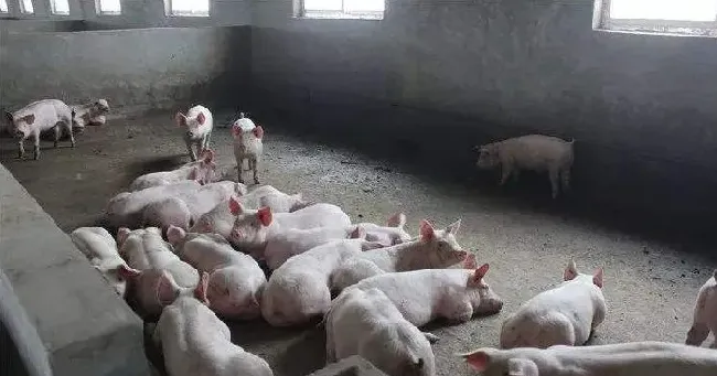 导致猪猝死的4种病因是什么？ | 养殖疾病防控
