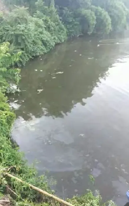 鱼塘漂起来的鱼是什么时候死的，实验结果告诉您